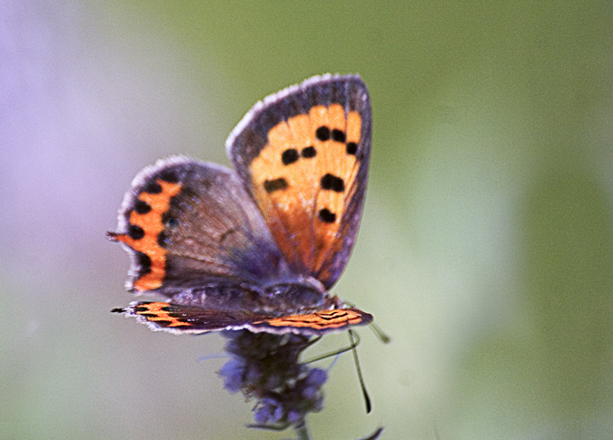 Lycenidae: Lycaena phlaeas